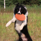 Dog Frisbee Flying Disc Pet Training Toy (Orange)