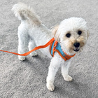 Dog Harness and Leash Set Pet Vest Lead for Cats & Small Dogs (Orange, S)